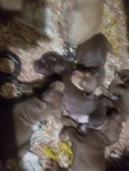 Selling my 5 puppys 7 weeks old red noise pitbull terrier