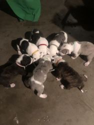 Bully/Merle Pitbull Puppies Looking For Furever Homes