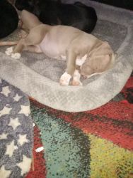 9 week old Pitbull puppies.