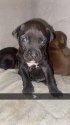 Pittbull Puppies for sale! Cincinnati Ohio