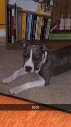 Grey and white pit puppy
