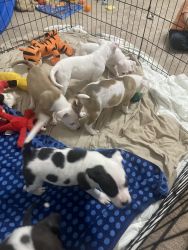 Puppies for sale almost 10 weeks