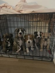 Pitbull mix puppies Free to loving home