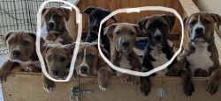 FREE pit mix puppies (see description)