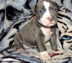 American Pit Bull Terrier puppies for sale .