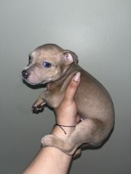 Pitbull Puppies born in February 22, 2024 FOR SALE!