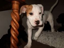 Trever, 4 month old pitty