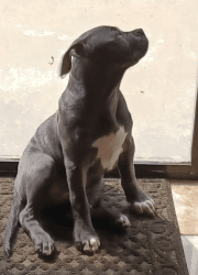 Blue Nose Staffordshire Terrier pit bull bully