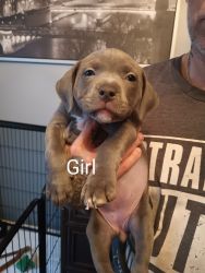 Blue nose pit puppies for sale