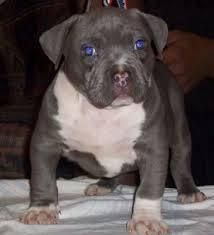 two blue eyes pit bull puppies(xxx) xxx-xxx6