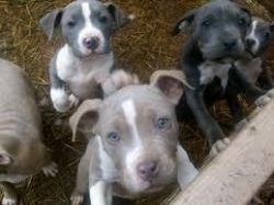 loving blue eyes pit bull puppies(xxx) xxx-xxx6