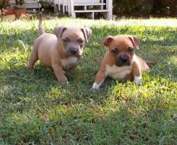 bully pup forsale
