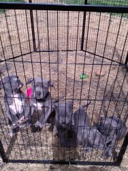 Blue Nose Pitbull Puppies Need Homes!