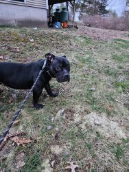 11 Month okd Hybrid Pitbull puppy, Female