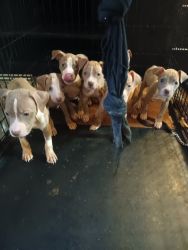American Rednose Pitbull Terrier Puppies for sale