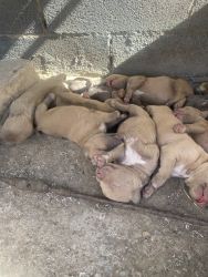 American pit bull terriers For sale