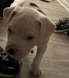 Blue eyed baby pit bull looking for new loving home