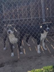 Rehoming 2 female Pit Bulls 10 month old