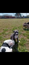 6 13 week old puppies for sale Norfolk VA