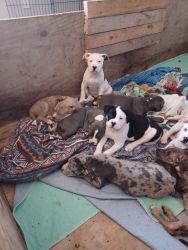 6 13 week old puppies for sale Norfolk VA