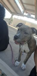 7mnth old pup needs new home asap
