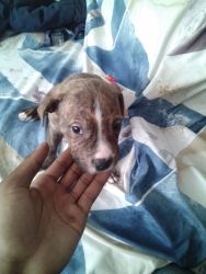 Pitbull puppies for sale NYC