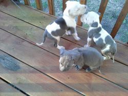 blue pitbull puppies for sale