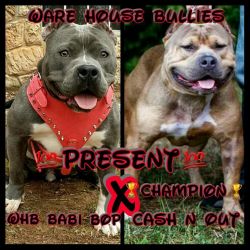 ukc registered american bully puppies
