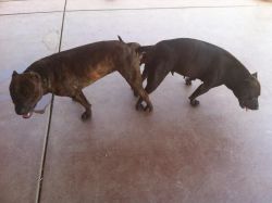 Real Game Bred American Pitbull Terrier pups