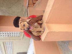 Pitbull puppy for sale in chennai