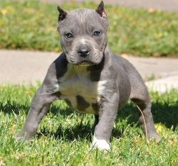 American Pit Bull Terrier puppies for sale