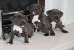 Healthy Blue Nose Pit bull Puppies