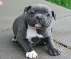 Good Looking Blue Nose Pit Bull Puppies