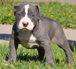 Bulky and Healthy American Pitbull Puppies