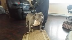 adult male american pocket bully pitbull for sale.