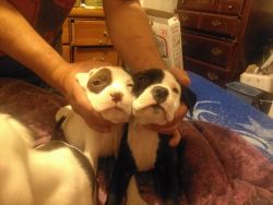Full Breed Pitbull Puppies For Sale