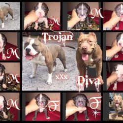 American Bully pups for sale