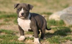 Awesome American Pitbull Puppies