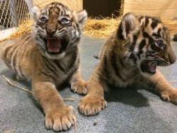 baby tiger cubs and cheetahs for sale