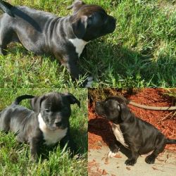 American bully puppies available