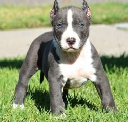 Active American Pit Bull Puppies For Sale