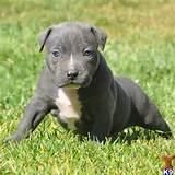 Beautiful blue nose pi bull puppy for sale.