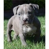 american pitbull puppies ready to go