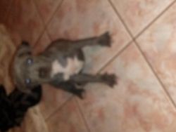 Bluenose pitbull puppy for sale