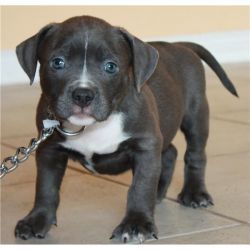 American Pitbull Terrier puppies now available