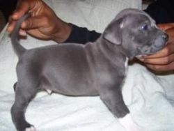 amazing pitbull terrirer puppies for sale