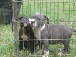 American Pitbull Terrier Puppies Ready