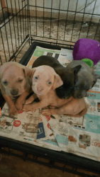 trying to sell pit puppies