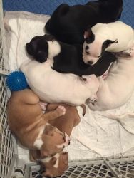 Pure American Pitbull puppies available!