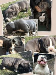 American pitbull terrirer puppies available